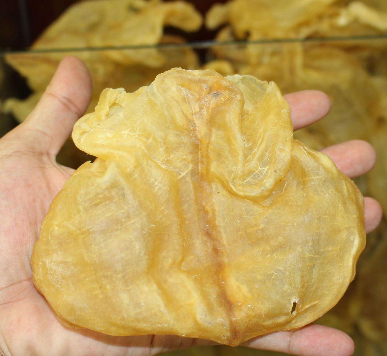 鱼胶是最珍贵的吗,鱼胶为什么这么贵不就是鱼鳔吗