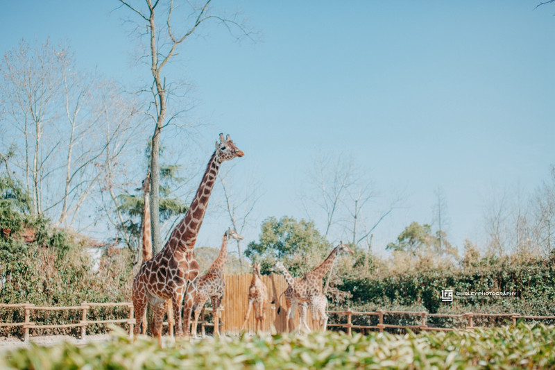 上海亲子旅游攻略迪士尼,上海迪士尼旅游推荐带孩子