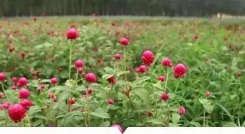 植物小时候和长大的名字不一样,小时候一种类似于甘蔗的植物