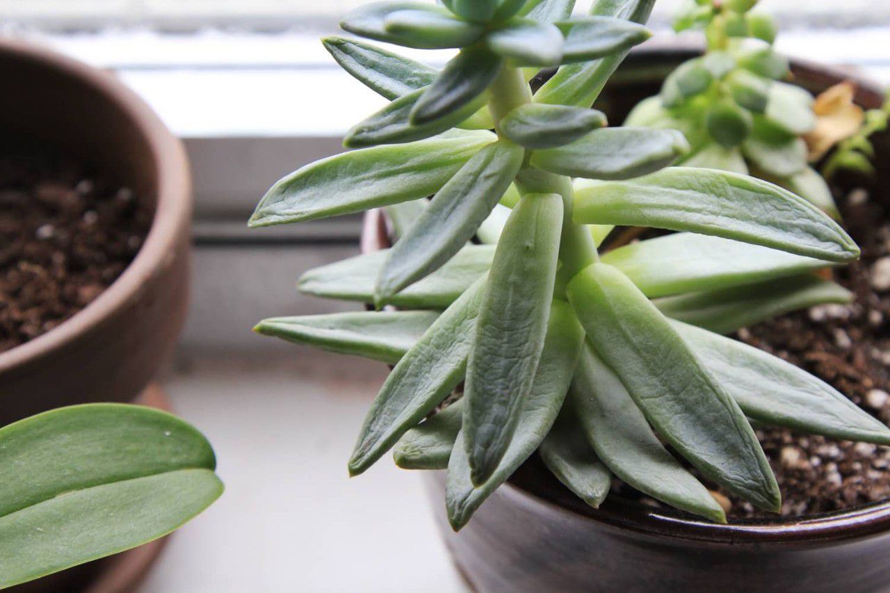 浇水过少导致枯萎怎么补救,多浇水也不会死的植物