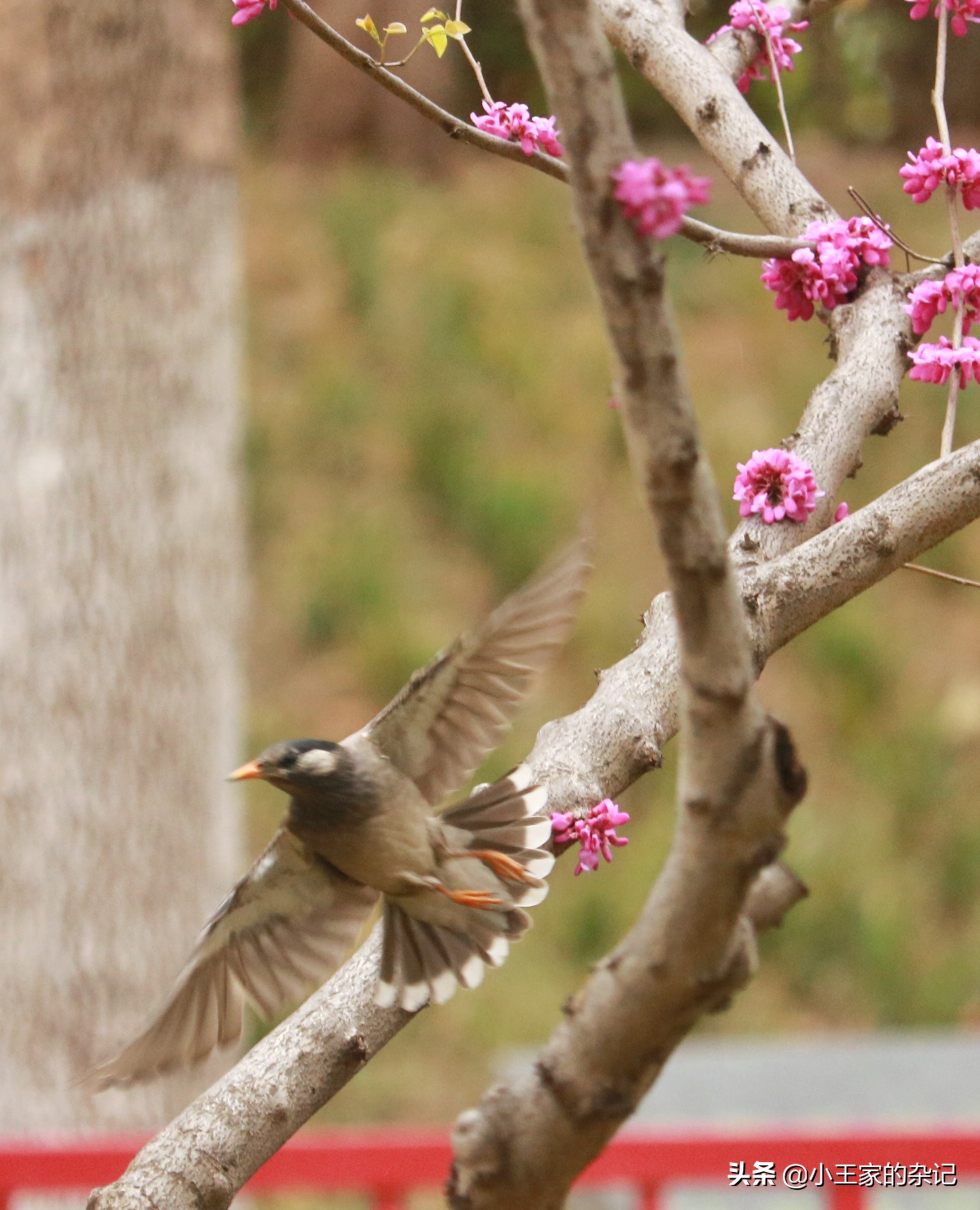 国际爱鸟日天桥岭,国际爱鸟日