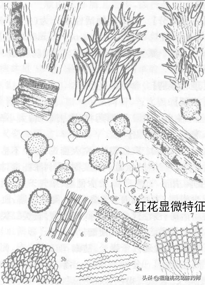 药用藏红花和观赏藏红花的区别,藏红花大果小果区别