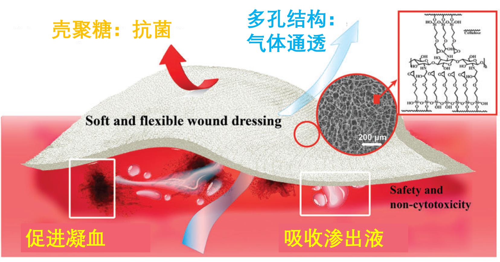 美食→生物材料|小龙虾→伤口敷料