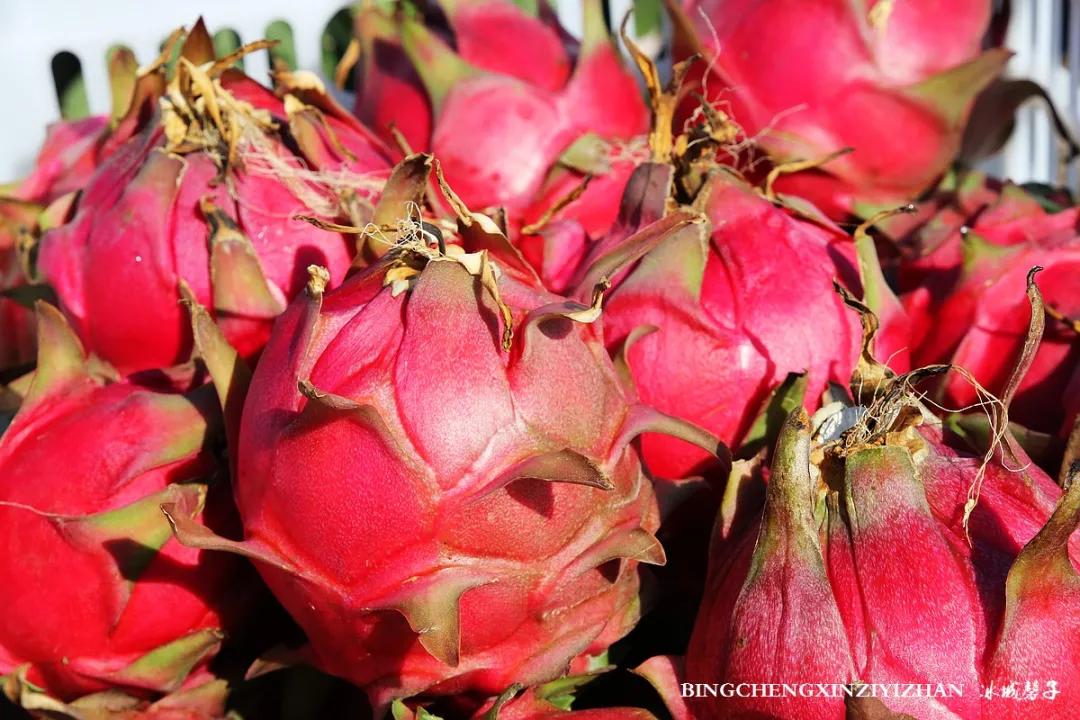 附近的火龙果采摘园海南,海南火龙果采摘