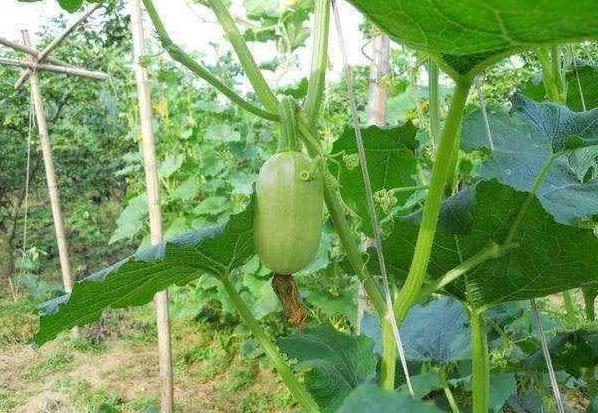 金丝瓜种植技术,露地金丝瓜栽培技术