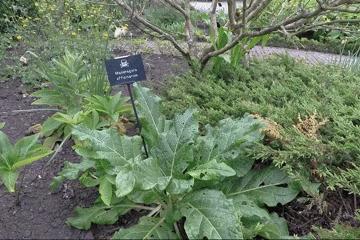 世上最毒的花园,最毒的花园有多可怕