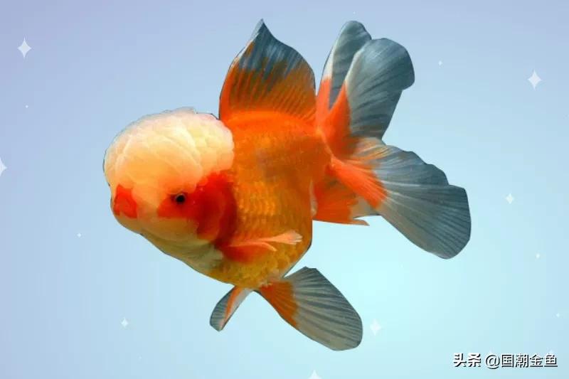 家庭养鱼小技巧和方法,观赏养鱼的方法和技巧