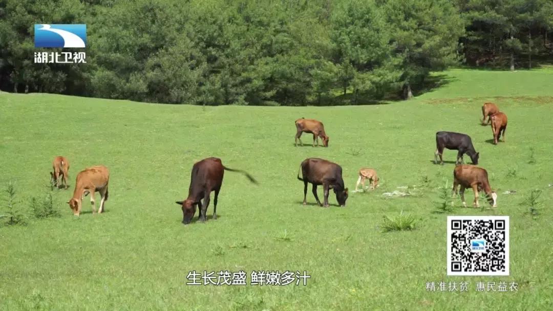 好吃的张飞牛肉,张飞牛肉是不是传统的美食
