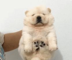 可爱可奶呆萌的小奶狗,可爱呆萌小奶狗