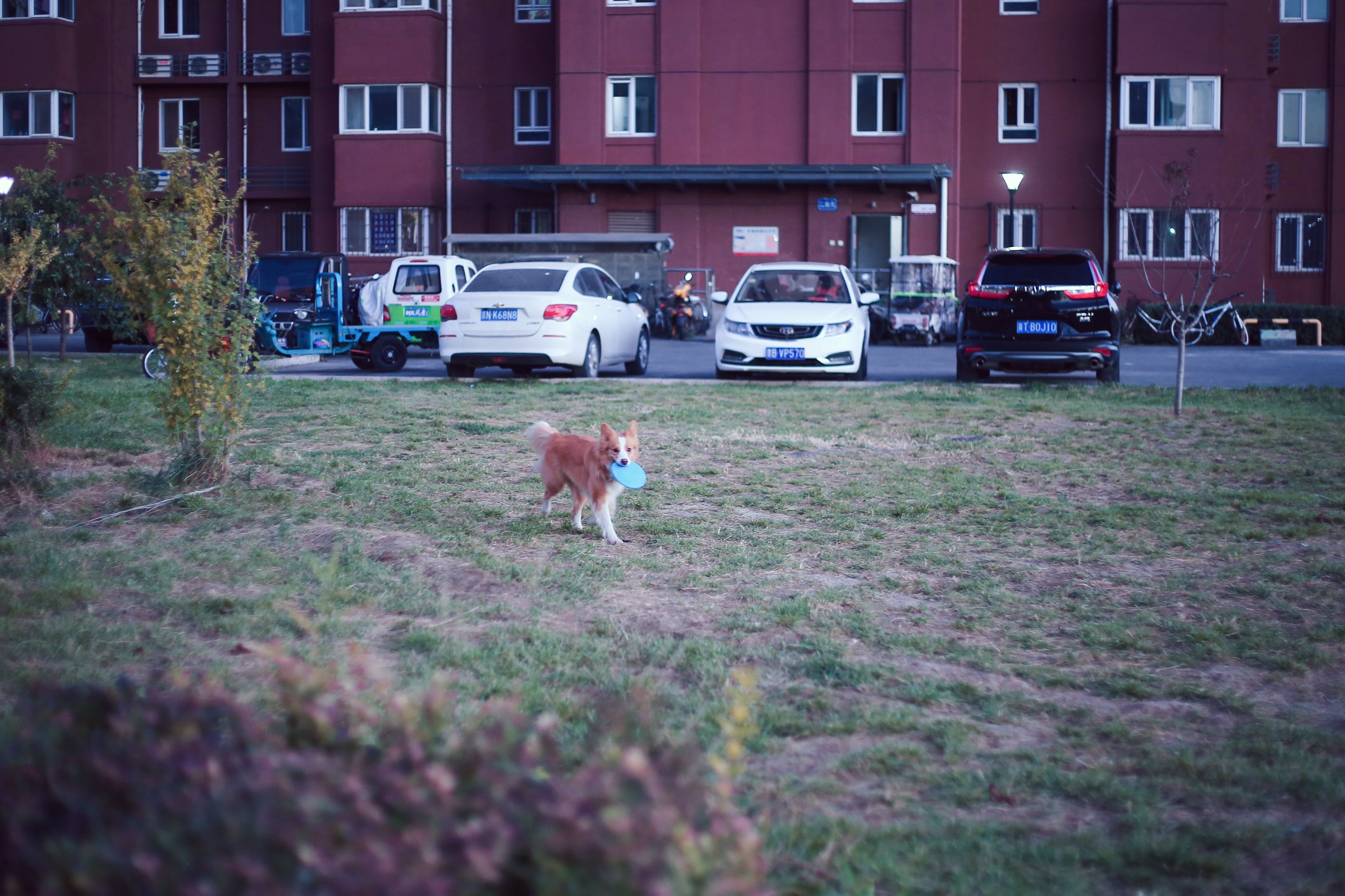带靠背自动充气床,一键充气旅行床