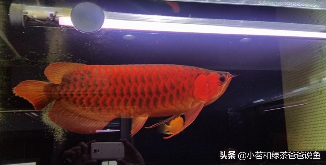 怎样才能养好龙鱼,龙鱼的饲养方法新买龙鱼怎样养