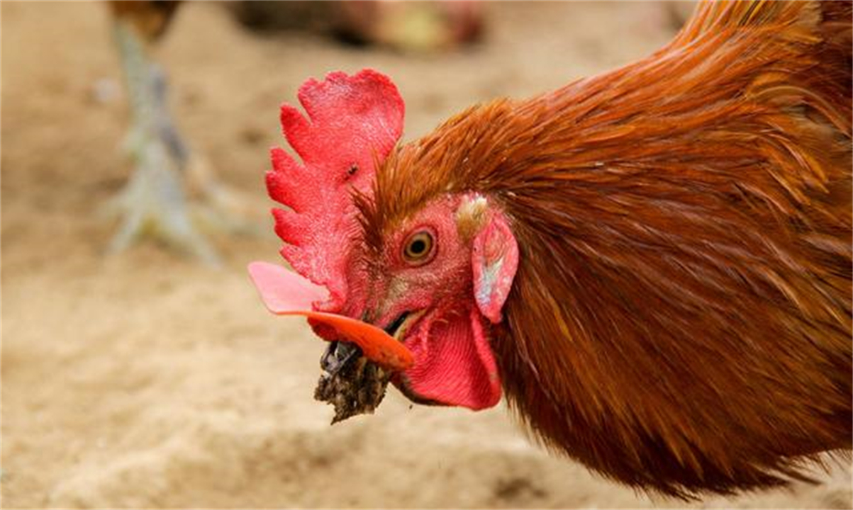 大公鸡吃完蜈蚣变得很凶,大公鸡经常吃蜈蚣会有什么变化