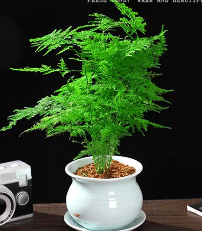 防蚊虫的花草绿植适合在院子种植,杀菌抗菌抑菌的15种花卉绿植