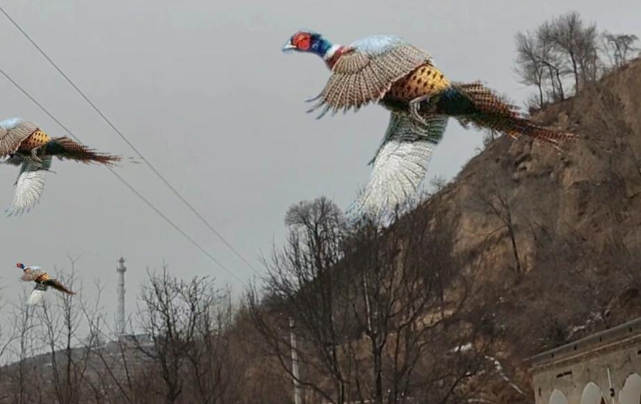 东北野鸡泛滥成灾的视频,东北野鸡泛滥成灾视频