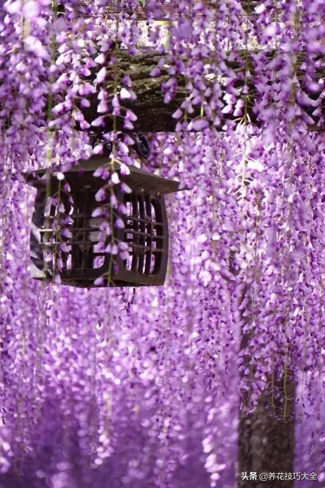 这十种爬藤花一开就是三年,3种极品爬藤花30天爬满庭院农村