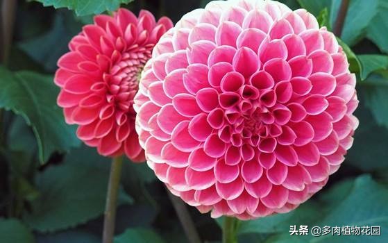 记住“四喜四怕”，养好大丽花