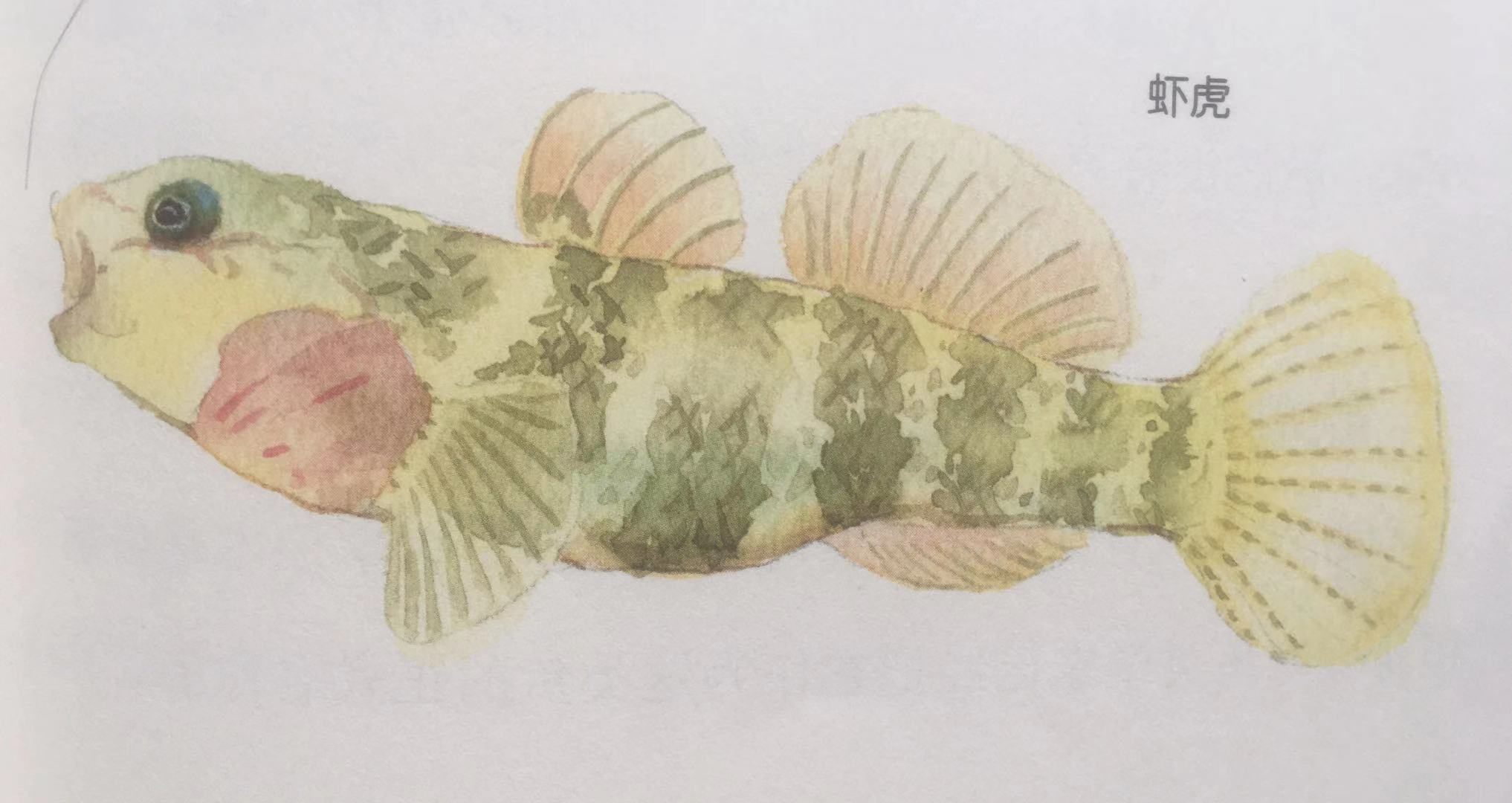 新手最好养的鱼有哪些 (什么鱼好养适合小孩养)