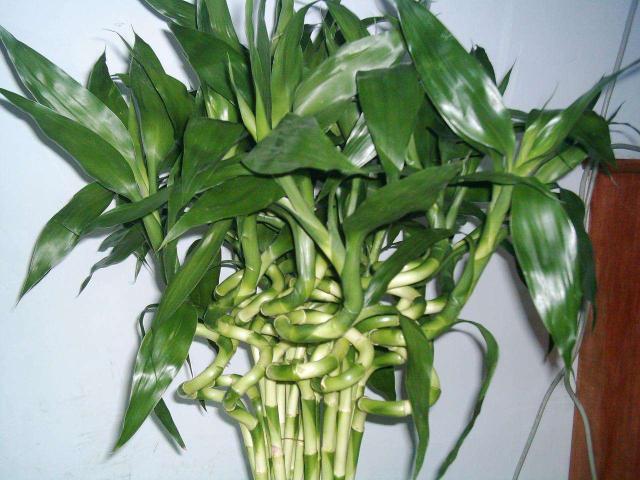 富贵竹怎么才能生根小窍门,富贵竹怎么生根最快最有效