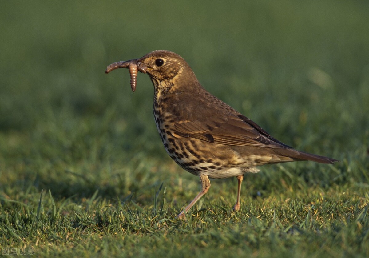 画眉鸟的饲料怎么配制,画眉鸟主食