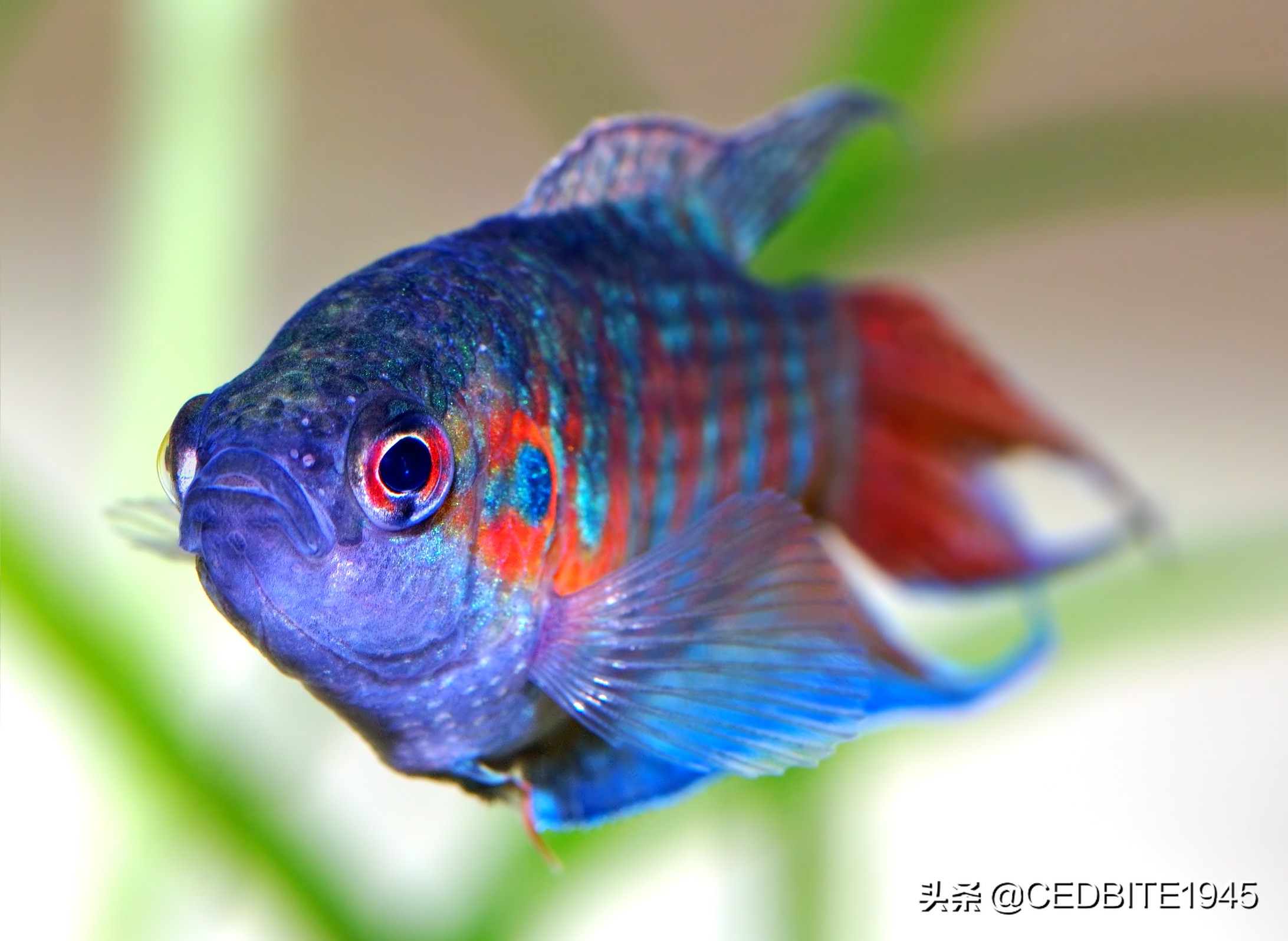 最好养的观赏鱼斗鱼,十大养不死的热带鱼观赏鱼品种