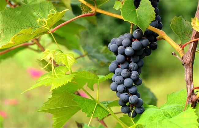 山葡萄栽植需要注意什么?