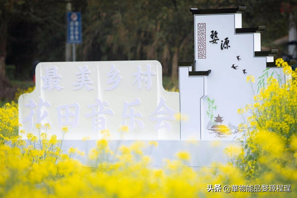 江西婺源油菜花音乐节,婺源油菜花文化节
