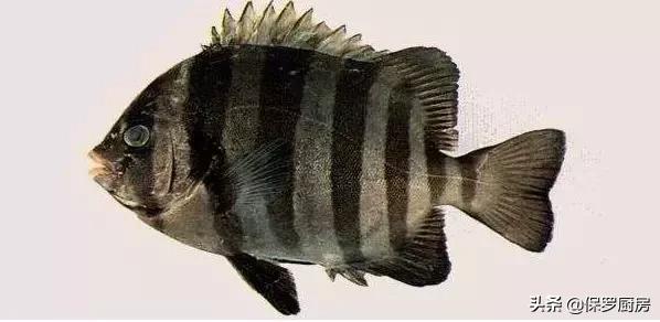 海鲜大荟萃,常见贝壳类海鲜