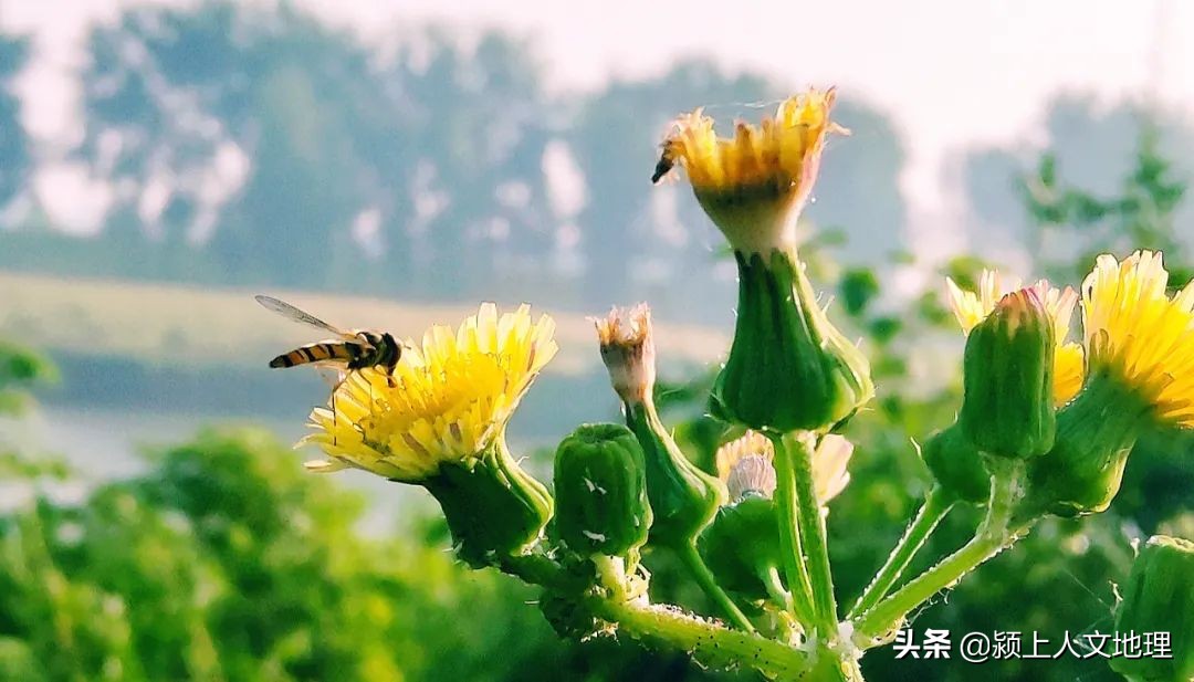 从东十八里铺到颍上,三王到颍上