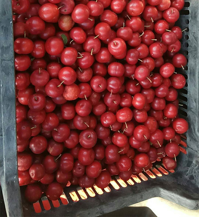 66元一斤钙果种植前景,浙江种植钙果哪里最好