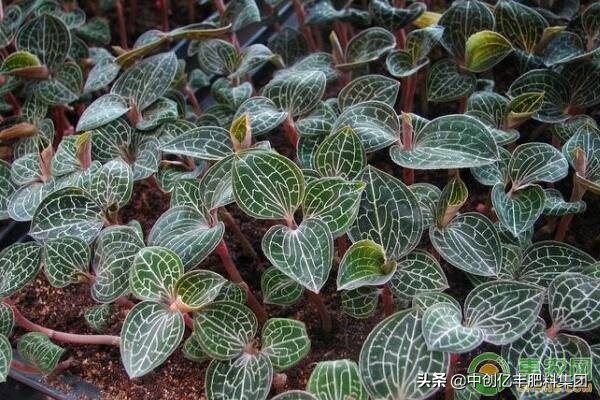 种植金线莲要什么土,种植金线莲注意事项与禁忌
