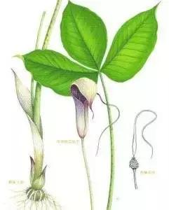 玉米地里很高的草,玉米和杂草对比图