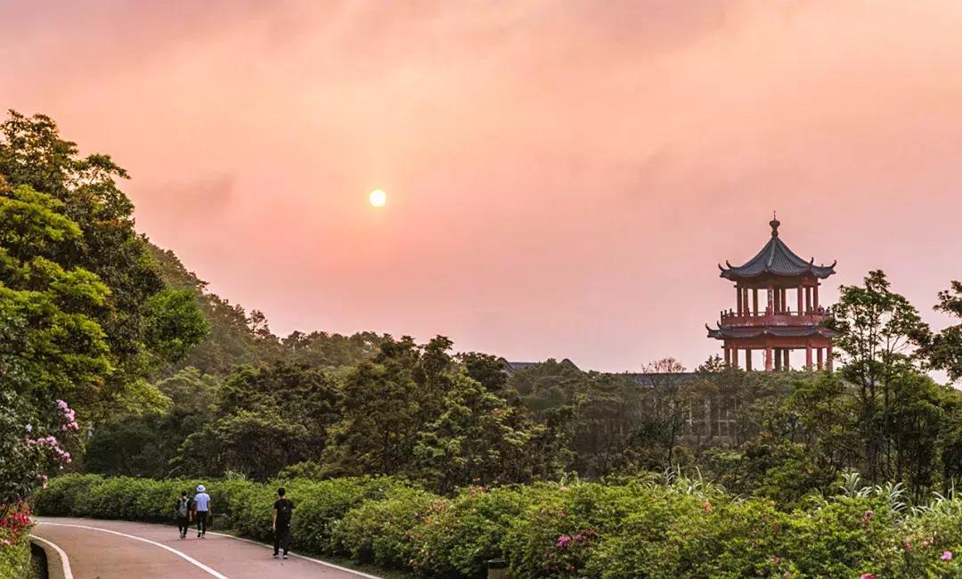 附近莲塘,附近的莲塘