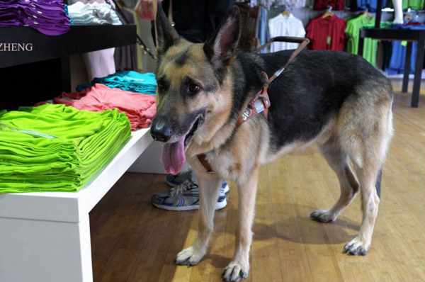 最适合当导盲犬的狗,最适合导盲犬的狗狗