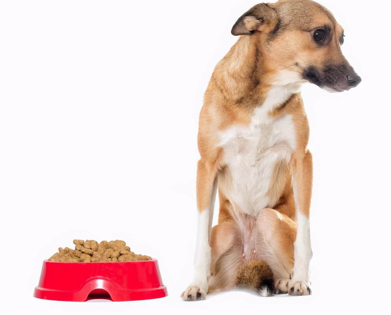 狗狗不喜欢狗粮是什么原因,狗狗总不爱喝水