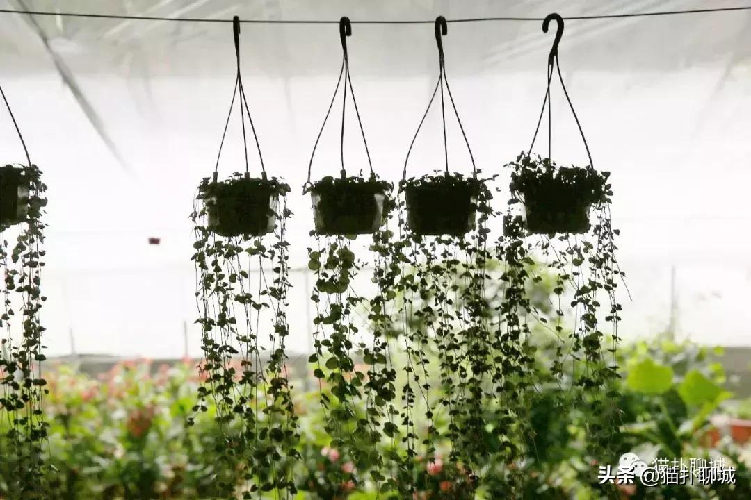 聊城北环花卉市场批发玫瑰鲜花吗,聊城最大的花卉市场