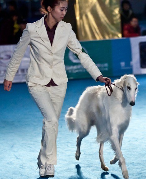 俄罗斯猎狼犬是什么,俄罗斯猎狼犬深棕色