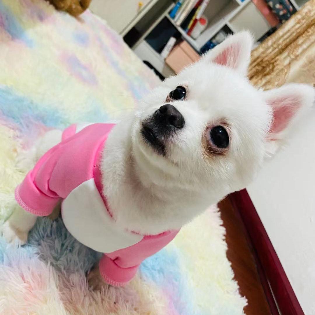 博美冬季怕冷吗,养博美的5大忌