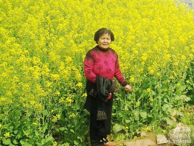 梦中的油菜花田,梦中的油菜花完整版
