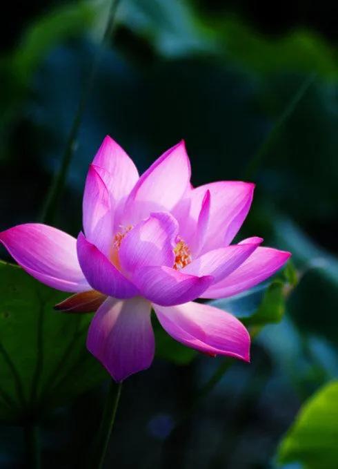 荷花的美惊艳了岁月,荷花温柔的绽放