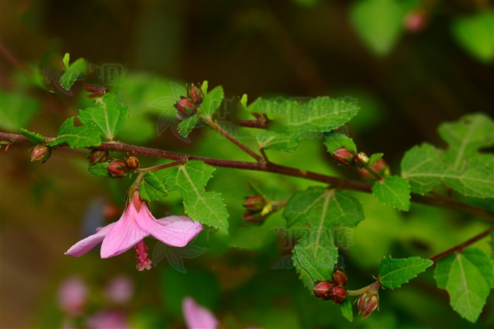 梵天花是复叶吗,梵天花的功效图片大全