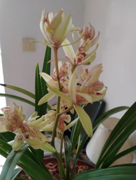 最好养的兰花品种排行榜,奇香兰花品种