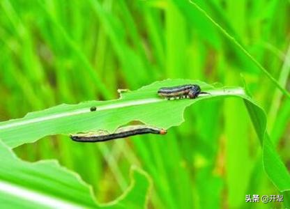 粘虫怎么治疗最好的方法,粘虫发生规律及防治办法