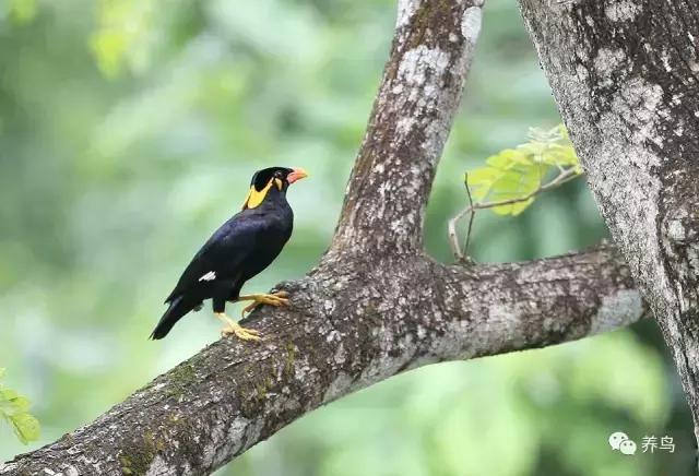 为什么要养鹦鹉,为什么要养八哥