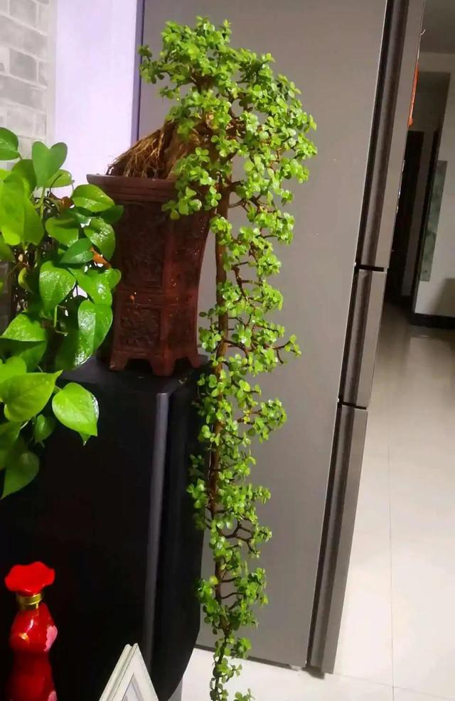 寓意财旺的花,十大吉祥花开图片