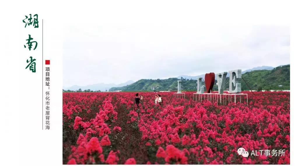 天鹅绒紫薇花烂漫,花争艳