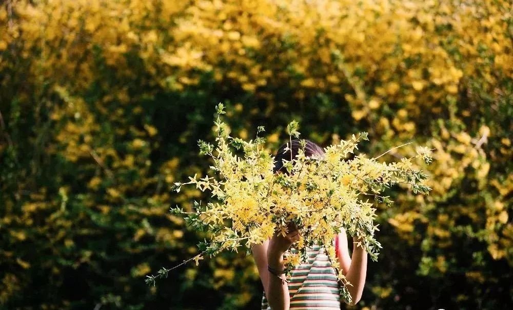 庭院花园植物风水知识,花园种植风水植物
