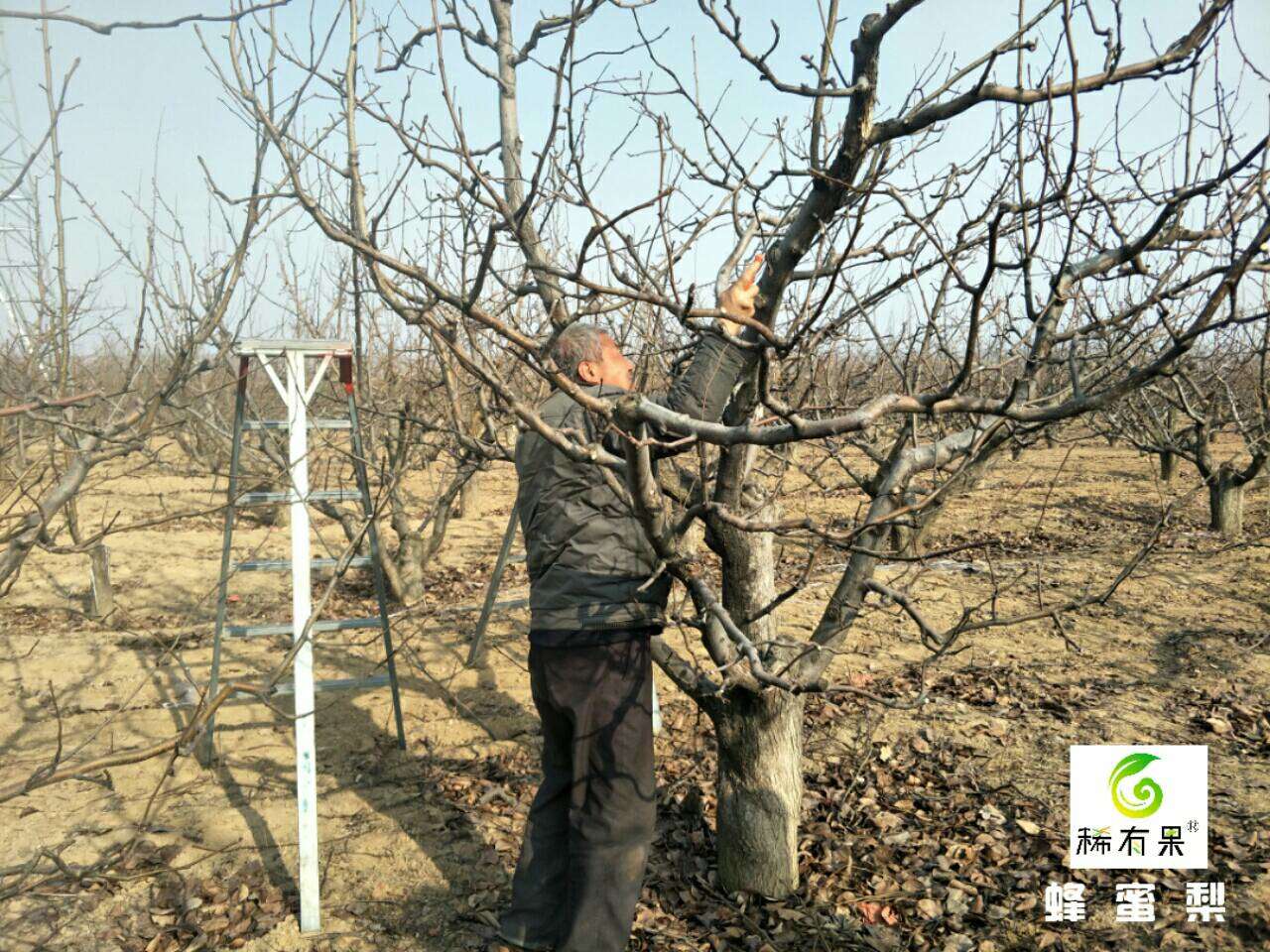 家里常见的果树有哪些,这些树千万不能栽在家门口