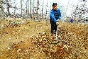 果树清园口诀,果园春季清园药