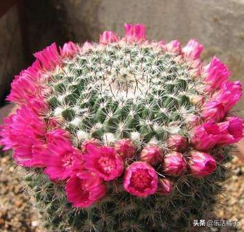 折腾不死开小花仙人球仙人掌玉翁，懒人种花盆栽，光照浇水很关键