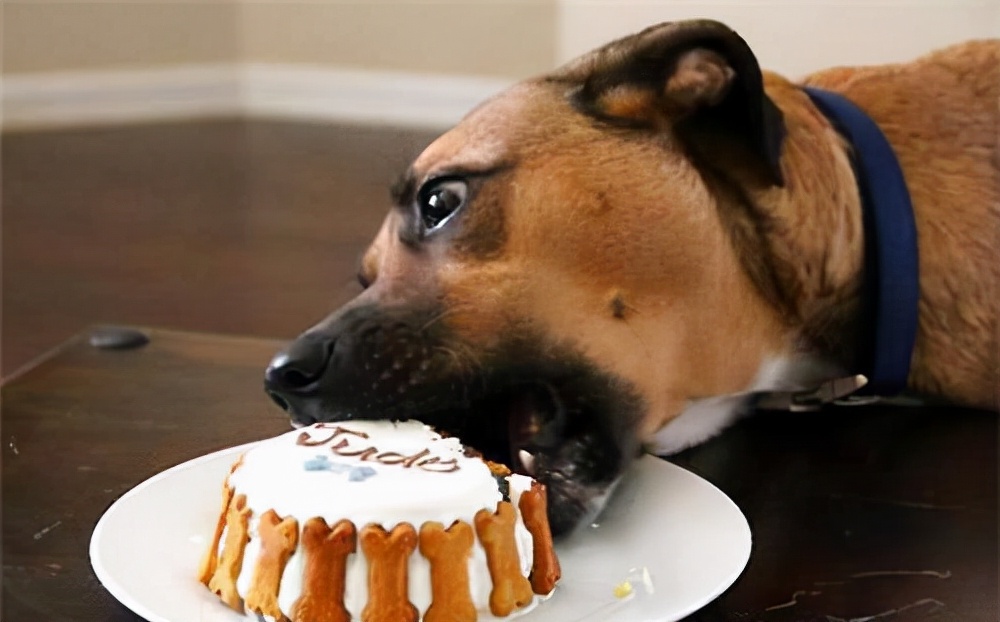 不能给狗狗吃的四种食物,这10种食物不要给孩子吃